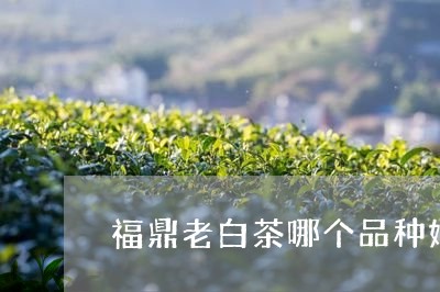 福鼎老白茶哪个品种好/2023120817361