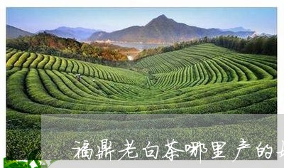 福鼎老白茶哪里产的好/2023120883715