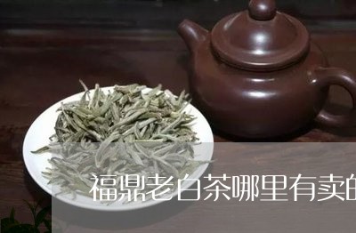 福鼎老白茶哪里有卖的/2023120880694