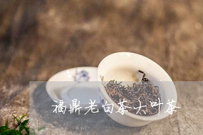 福鼎老白茶大叶茶/2023082553915