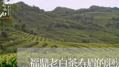 福鼎老白茶寿眉的泡法/2023120726050