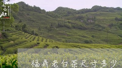 福鼎老白茶尺寸多少/2023091300671