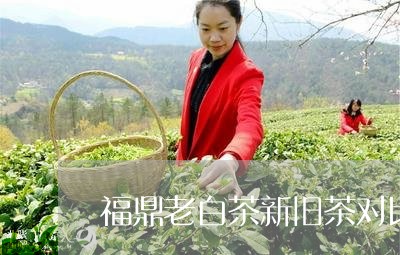 福鼎老白茶新旧茶对比/2023120782795