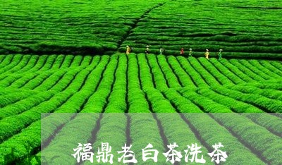 福鼎老白茶洗茶/2023060912027