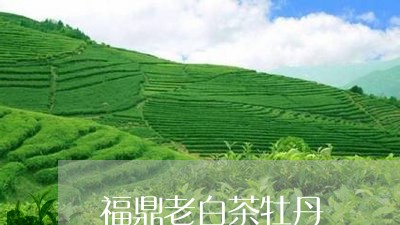 福鼎老白茶牡丹/2023060975149