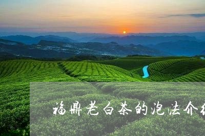 福鼎老白茶的泡法介绍/2023120650682