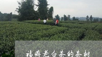 福鼎老白茶的茶树/2023090557461