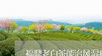 福鼎老白茶能治风湿痛风吗/2023042738279