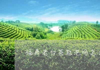 福鼎老白茶能泡吗怎么泡/2023082528481