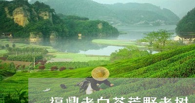 福鼎老白茶荒野老树/2023120374948