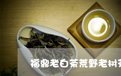 福鼎老白茶荒野老树茶/2023120680513