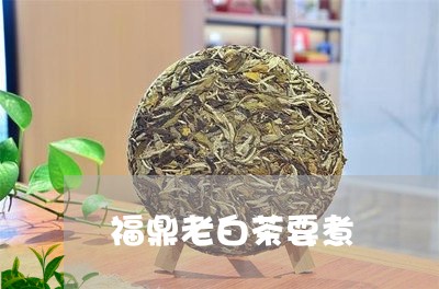 福鼎老白茶要煮/2023112584158