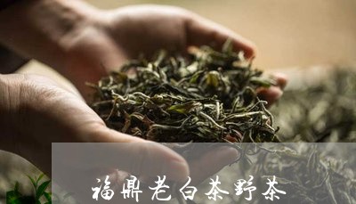 福鼎老白茶野茶/2023060960624