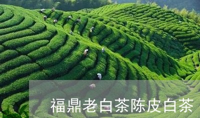 福鼎老白茶陈皮白茶/2023082681705