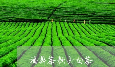 福鼎茶颜大白茶/2023060968683