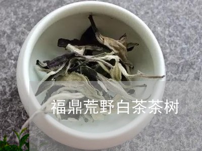 福鼎荒野白茶茶树/2023112677149