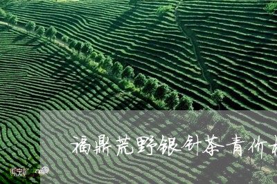 福鼎荒野银针茶青价格/2023092105167