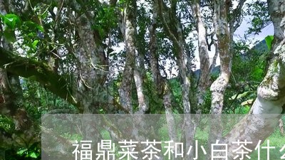 福鼎菜茶和小白茶什么区别/2023073019282