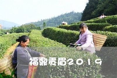 福鼎贡眉2019/2023090908360