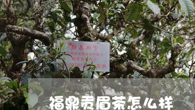 福鼎贡眉茶怎么样/2023090925269