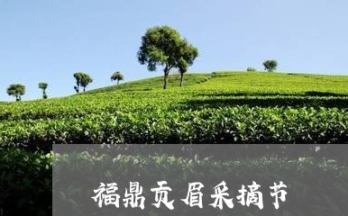 福鼎贡眉采摘节/2023092137583