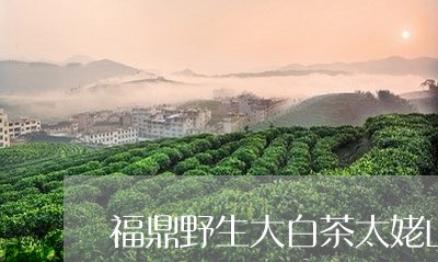 福鼎野生大白茶太姥山/2023092003037