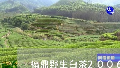 福鼎野生白茶2006/2023092011504