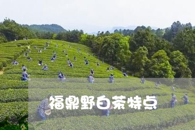 福鼎野白茶特点/2023060808279