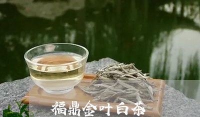 福鼎金叶白茶/2023052314938