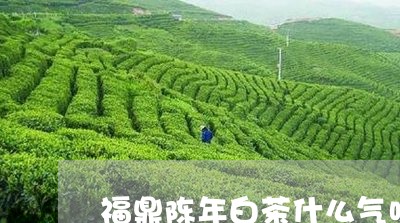 福鼎陈年白茶什么气味好/2023092294827