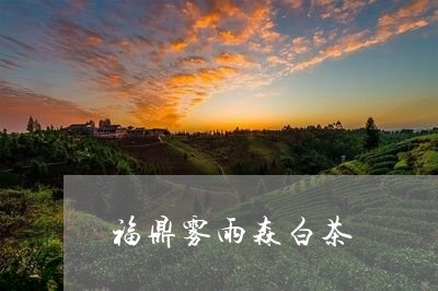 福鼎雾雨森白茶/2023060862635