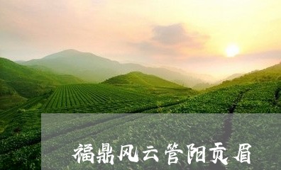 福鼎风云管阳贡眉/2023112520592