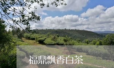 福鼎飘香白茶/2023052384079