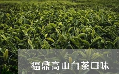 福鼎高山白茶口味/2023112696171