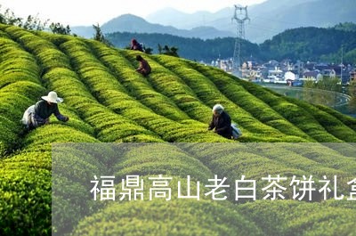 福鼎高山老白茶饼礼盒/2023091647371