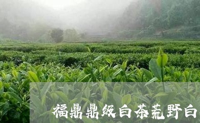 福鼎鼎级白茶荒野白毫银针/2023111662706