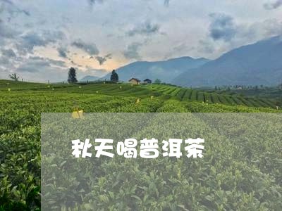 秋天喝普洱茶/2023042934654