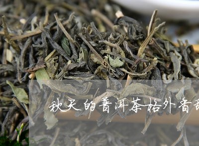 秋天的普洱茶格外香甜/2023080239563