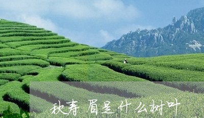 秋寿眉是什么树叶/2023090826038