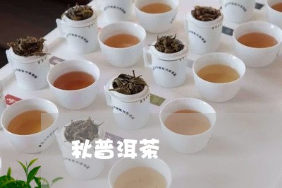 秋普洱茶/2023121896846