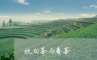 秋白茶与春茶/2023052368573