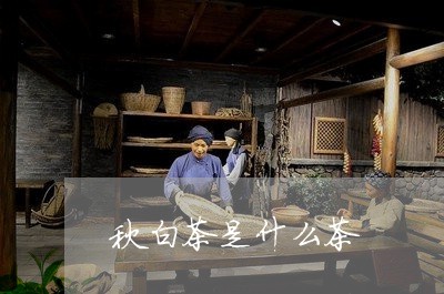 秋白茶是什么茶/2023060814038