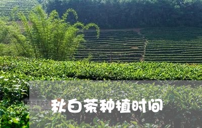 秋白茶种植时间/2023060873948