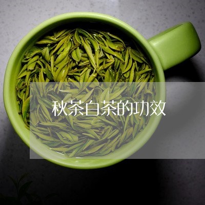 秋茶白茶的功效/2023060804371