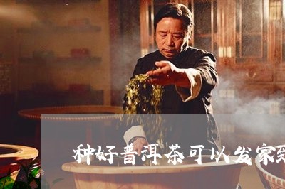 种好普洱茶可以发家致富/2023103195059