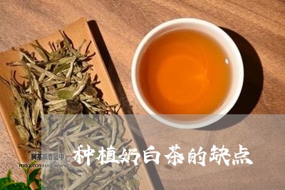 种植奶白茶的缺点/2023070737594