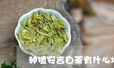 种植安吉白茶有什么坏处/2023110226139