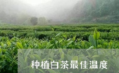 种植白茶最佳温度/2023070774938