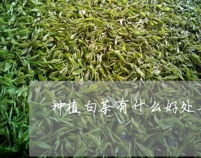 种植白茶有什么好处与坏处/2023042750605