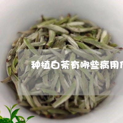 种植白茶有哪些病用什么药/2023042701603